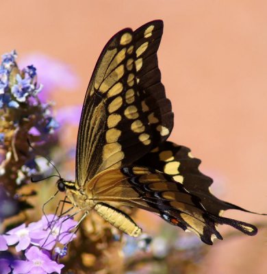 Giant Swallowtail-v