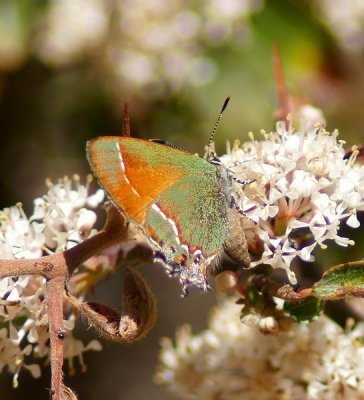 Juniper Hairstreak