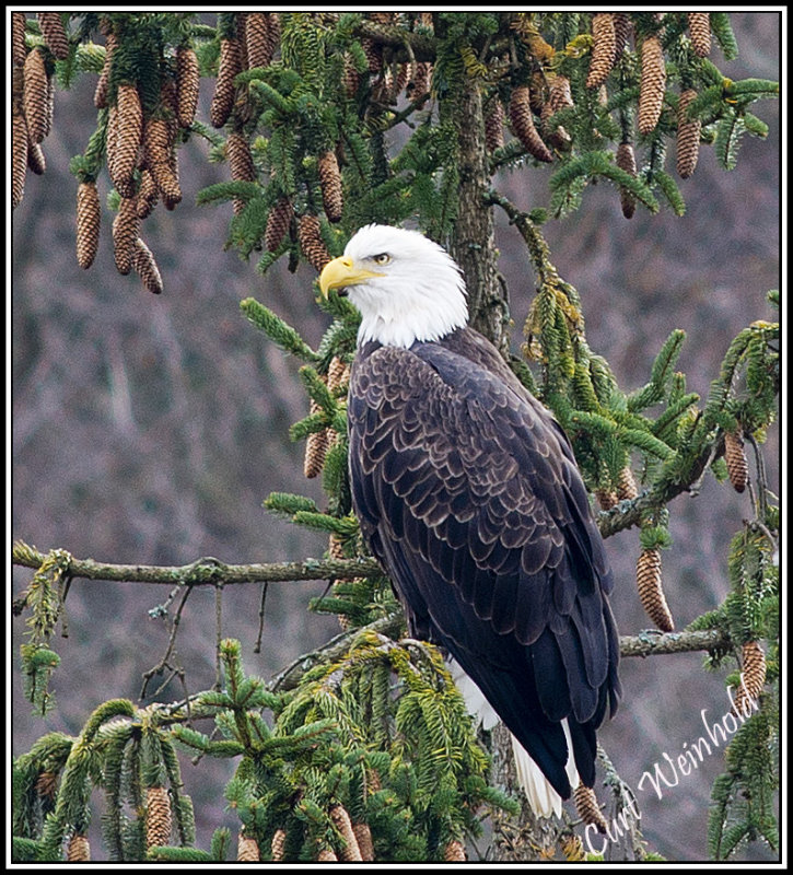 Eagle ina Spruce Tree