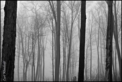 Black Forest fog