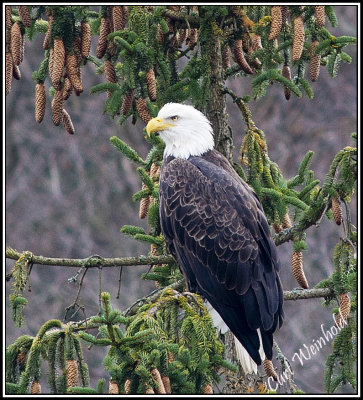 Eagle in'a Spruce Tree