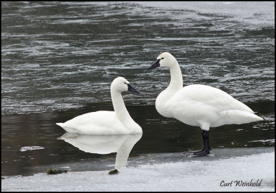 Tundra Swans 