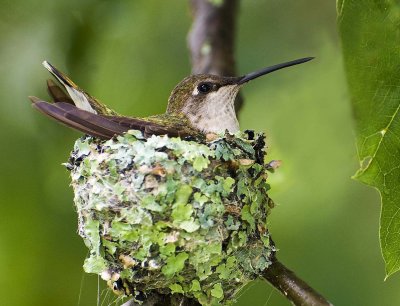 Ruby-throat on nest