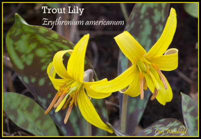 Trout Lily