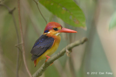 Kingfisher, Black-backed @ Bidadari