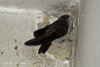 Swiftlet, Germain's