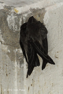 Swiftlet, Edible-Nest (adults)