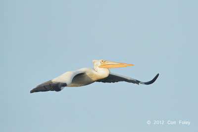 Pelican, Spot-billed @ Prek Toal