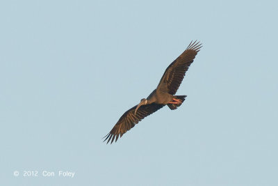 Ibis, White-shouldered @ Tmatboey