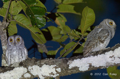 Owl, Oriental Scops @ Tmatboey