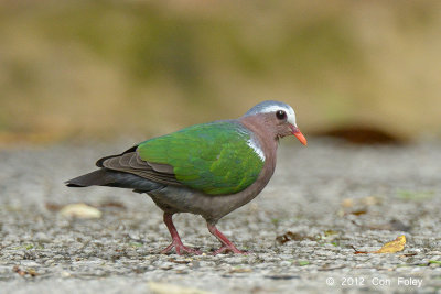 Dove, Emerald (male) @ Telecom Loop