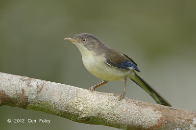 Minla, Blue-winged @ Jelai Resort