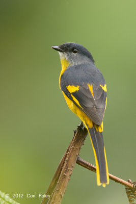 Minivet, Grey-chinned @ Jelai Resort