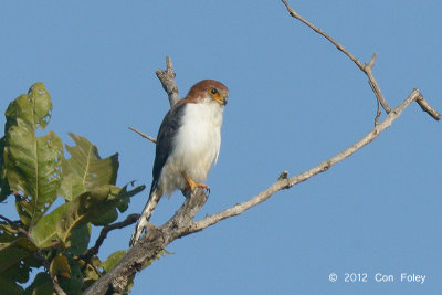 Pygmy-Falcon, White-rumped (female) @ Tmatboey