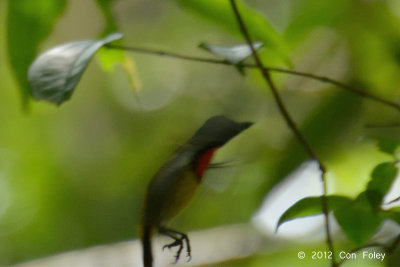 Flowerpecker, Scarlet-breasted (male)