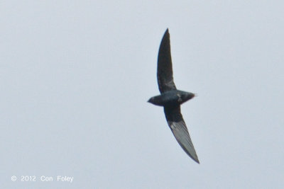 Needletail, Silver-rumped