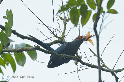 Malkoha, Black-bellied