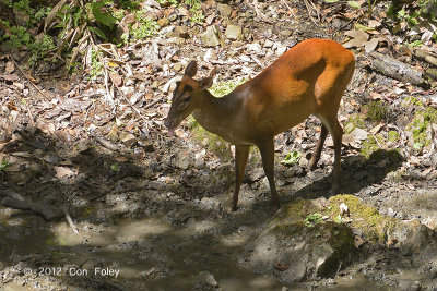 Muntjac, Red (female) @ Yong Hide