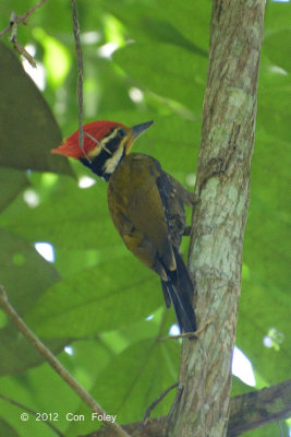 Woodpecker, Olive-backed @ Blau Hide