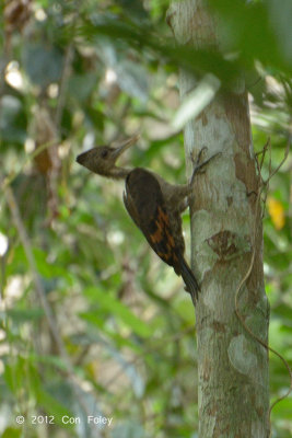 Woodpecker, Orange-backed @ Blau Hide
