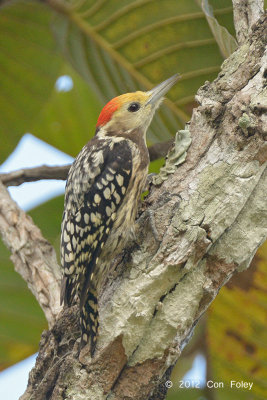 Woodpecker, Yellow-crowned