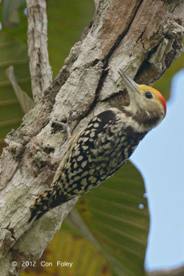 Woodpecker, Yellow-crowned (male) @ Tmatboey