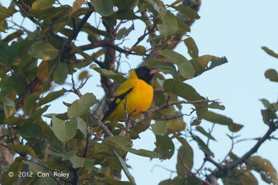 Oriole, Black-hooded @ Tmatboey