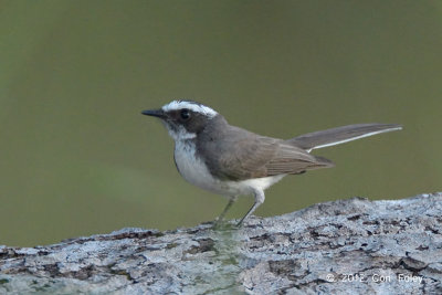 Fantail, White-browed @ Tmatboey