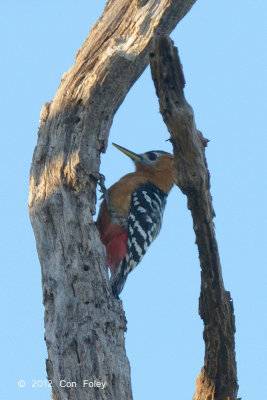 Woodpecker, Rufous-bellied
