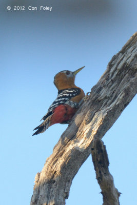 Woodpecker, Rufous-bellied @ Tmatboey