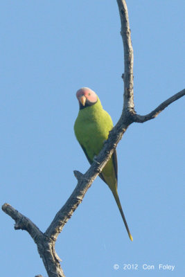 Parakeet, Blossom-headed (male) @ Tmatboey