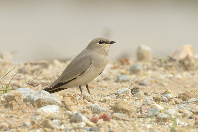 Pratincole, Small @ Seletar