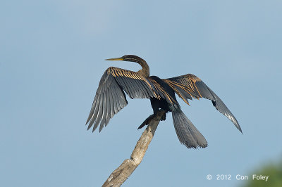 Darter, Oriental