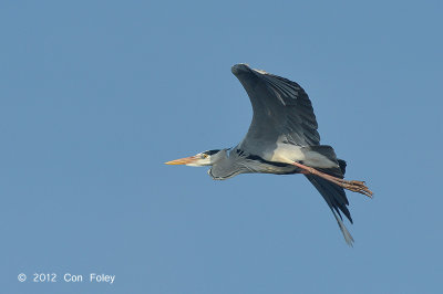 Heron, Grey @ Tonle Sap