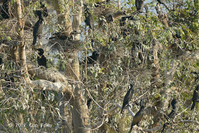 Cormorant, Indian (nesting) @ Tonle Sap