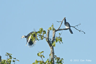 Hornbill, Oriental Pied @ Tmatboey