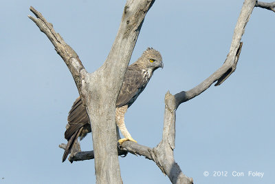 Eagle, Changeable Hawk (pale morph) @ Mt Faber
