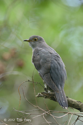 Cuckoo, Himalayan (adult female) @ Bidadari