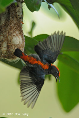 Flowerpecker, Scarlet-backed (male) @ Pasir Ris