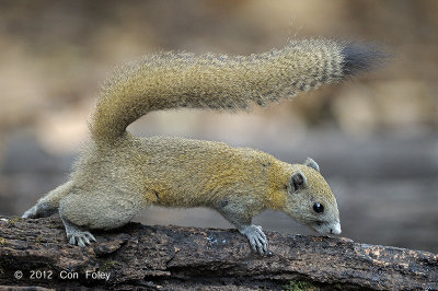 Squirrel, Grey-bellied @ Kaeng Krachan