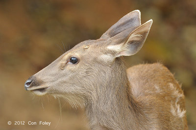 Deer, Samba (female) @ Phu Khieo