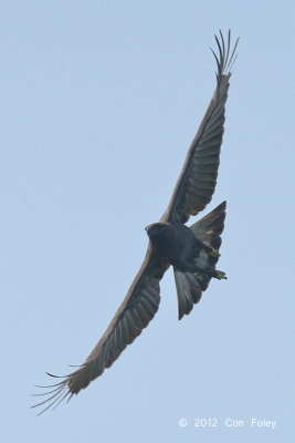 Eagle, Changeable Hawk (dark morph) @ Changi