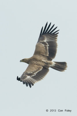 Eagle, Eastern Imperial (juv) @ Batang Tiga