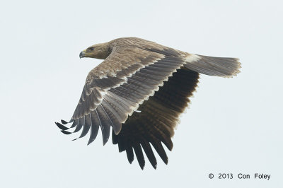 Eagle, Eastern Imperial (juv) @ Batang Tiga