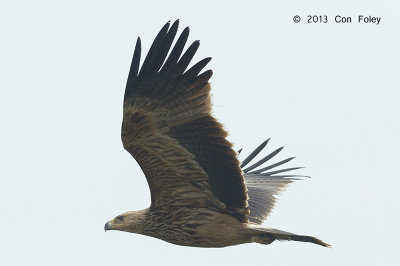 Eagle, Eastern Imperial (juv) @ Batang Tiga