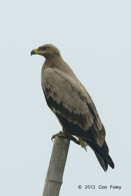 Eagle, Steppe (juv) @ Batang Tiga