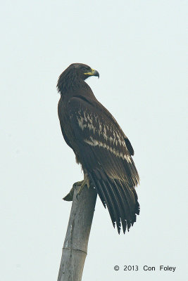 Eagle, Greater Spotted (juvenile) @ Batang Tiga