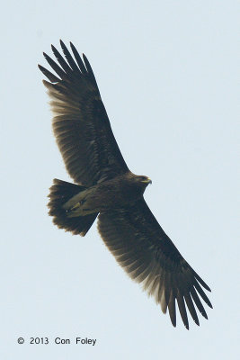 Eagle, Greater Spotted (juvenile) @ Batang Tiga