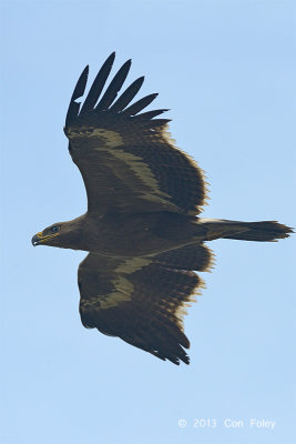 Eagle, Steppe (juv) @ Batang Tiga