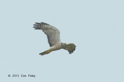 Harrier, Pied (female) @ Batang Tiga
